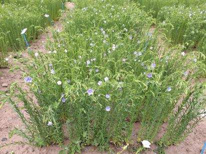 Click for 1 image(s) for this accession.